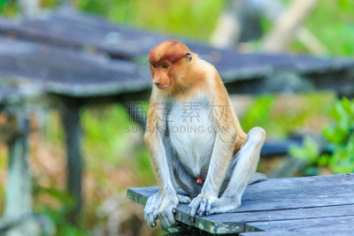 长鼻猴,水平画幅,进行中,婆罗洲岛,沙巴州,巨大的,猴子,红树林,户外,马来西亚