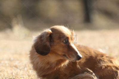 腊肠犬,公园,褐色,水平画幅,相模原,动物身体部位,户外,湖,人的眼睛,白色