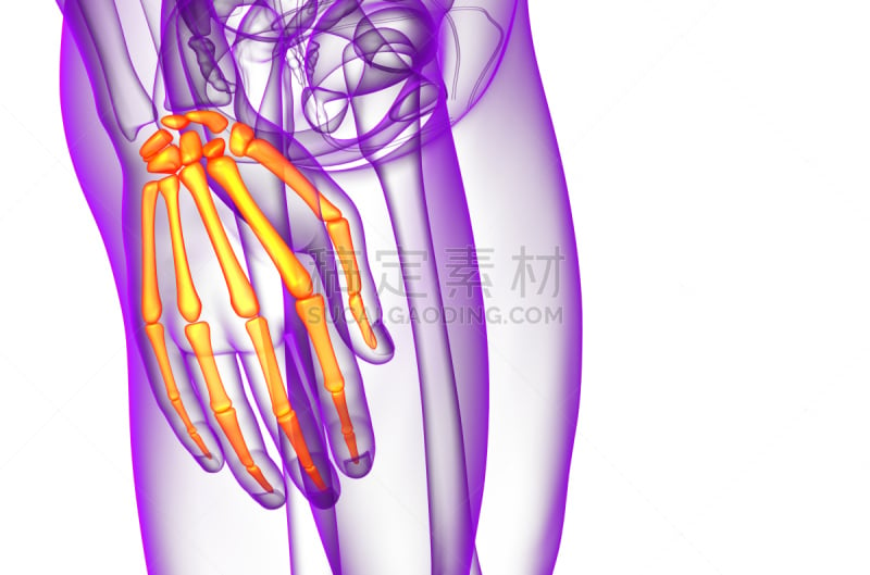 人类骨架,手,绘画插图,三维图形,趾骨,风湿病,关节炎,人,健康保健