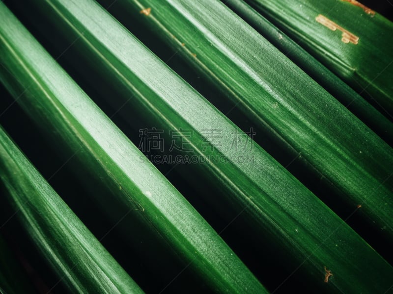 叶子,pandani,未来,艺术,水平画幅,形状,泰国,明亮,现代,植物