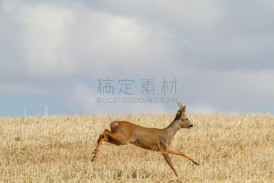 自然,雄鹿,野生动物,水平画幅,地形,户外,鹿,田地,2015年,动物