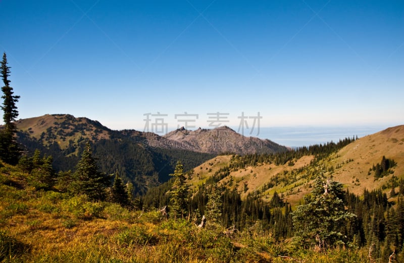 飓风山脊,奥林匹克山,自然,公园,草地,水平画幅,地形,山,无人,户外