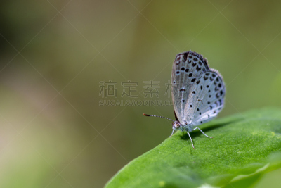 草,蝴蝶,蓝色,柔和色,自然,美,野生动物,水平画幅,阿萨姆,无人