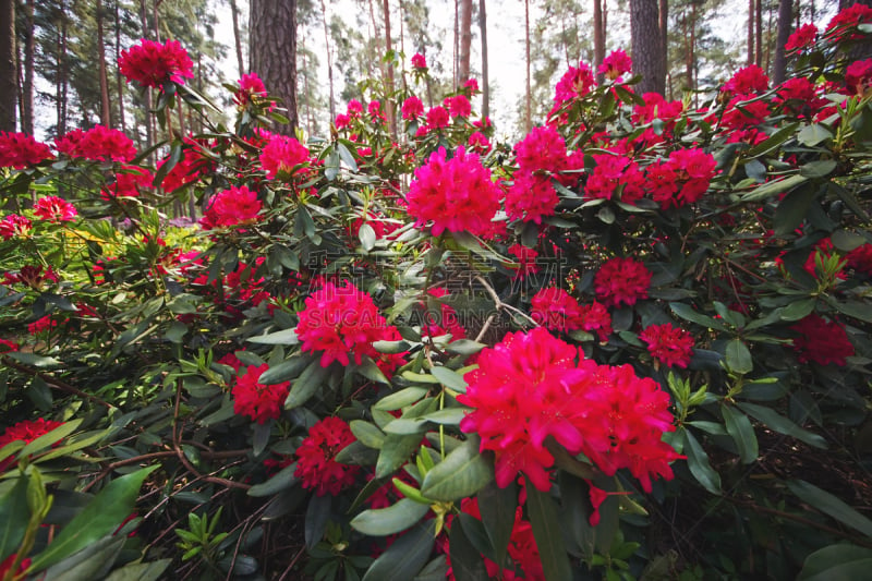 夏天,户外,园林,杜鹃花属,粉色,美,公园,水平画幅,无人,粉色背景