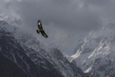 金雕,吉尔吉特,罕萨地区,鹰,全国大学生体育协会,张开翅膀,正面视角,雪,动物身体部位,野外动物