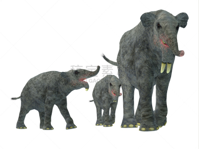 哺乳纲,幼小动物,更新世时期,miocene,小象,古生物学,小牛,已灭绝生物,史前时代,水平画幅