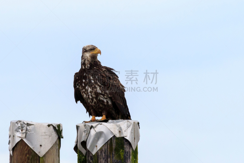 低的,白头鹰,在上面,菲沙河,水,天空,机敏,公元前,食肉鸟,水平画幅