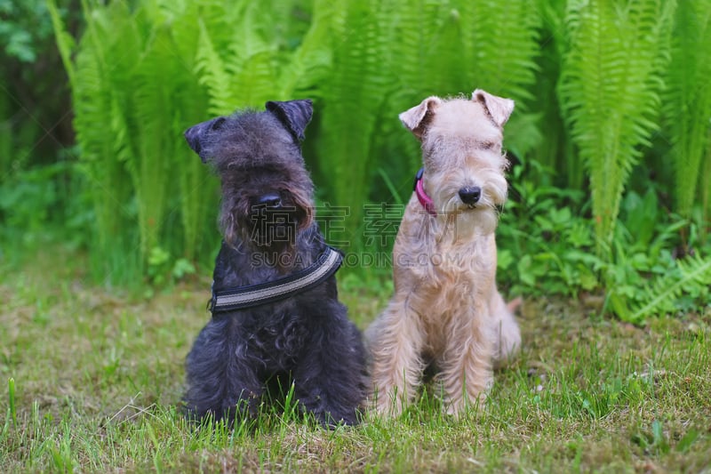 狗,lakeland terrier,红色,蕨类,绿色,蓝色,公园,水平画幅,智慧,英格兰