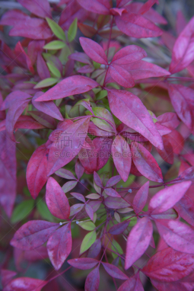 自然,垂直画幅,秋天,无人,日本,户外,图像,特写,植物,兵库县