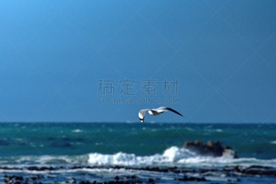 哈氏鸥,南部非洲,非洲,西开普省,图像,海鸥,鸟类,南非,海岸线,户外