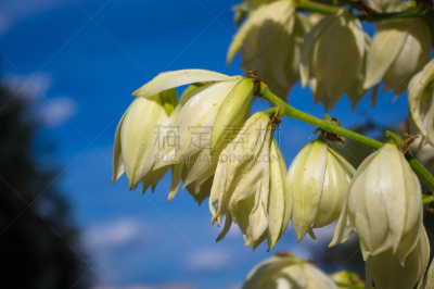 特写,白色,灌木,公园,小丝兰,美,芳香的,水平画幅,枝繁叶茂,无人
