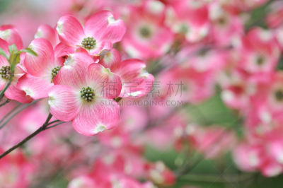 开粉花的山茱萸,开花的山茱萸,自然美,山茱萸,春天,色彩饱和,3到4个月,植物,背景,落叶树