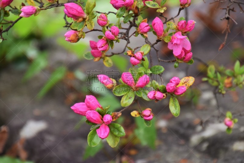 杜鹃花,自然,美,水平画幅,绿色,无人,色彩鲜艳,久留米,日本,户外