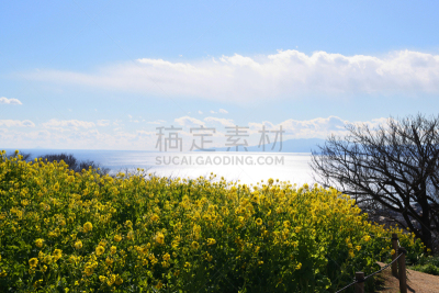 相模湾,海湾国家,油菜花,水平画幅,无人,日本,户外,海洋,农作物,冬天