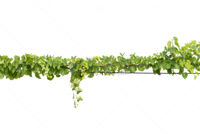 常春藤,有蔓植物,白色背景,杆,植物群,留白,边框,水平画幅,枝繁叶茂,古老的