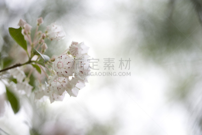 美国山桂,花头,野生植物,印象主义,选择对焦,留白,灵性,水平画幅,无人,纯净