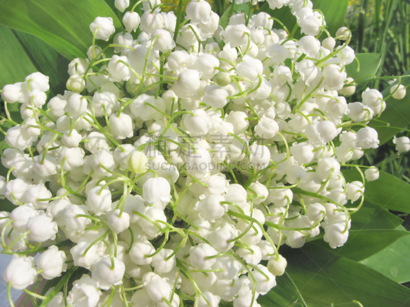 花束,仅一朵花,铃兰,自然,植物,水平画幅,无人,叶子,花瓣,背景