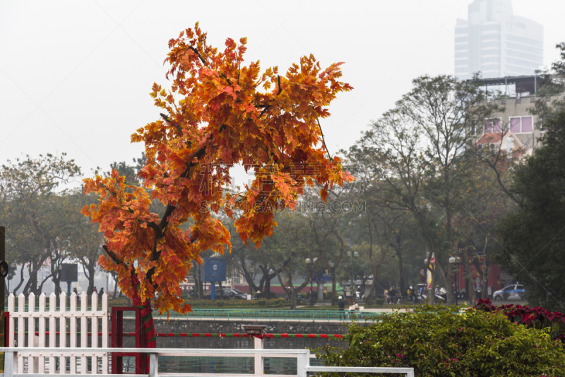 河内,叶子,橙色,栖旭桥,还剑湖,越南人,水,美,水平画幅,园艺