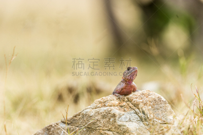 鳞目,飞龙科蜥蜴,内罗毕,马拉河,水平画幅,无人,野外动物,户外,马赛人,动物主题