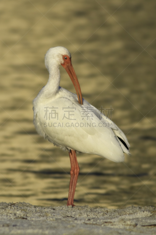 白朱鹭,麦尔斯堡海滩,自然,垂直画幅,野生动物,美国,彩色图片,无人,鸟类,佛罗里达