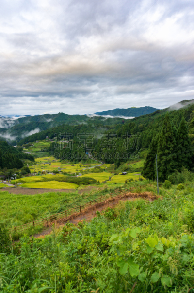稻,地形,日本,田地,梯田,爱知县,稻田,垂直画幅,里山,无人
