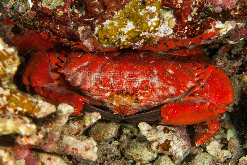 斯米兰群岛,安达曼海,特写,泰国,螃蟹,红色,三疣梭子蟹,蓝蟹,水,水下