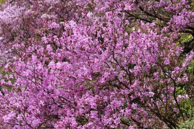 杜鹃花,小虾花,自然,美,水平画幅,无人,日本,户外,城市,花