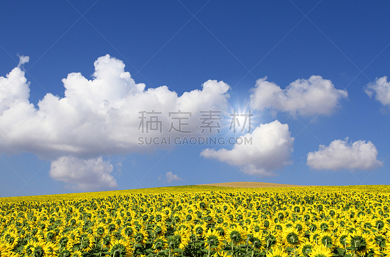 天空,田地,蓝色,向日葵,在下面,水平画幅,无人,云,日光,户外