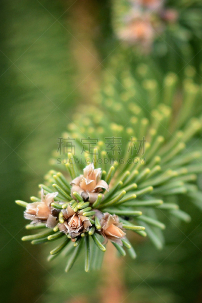 春天,大特写,山茱萸,自然,鲜花盛开,垂直画幅,图像,郁金香,花朵