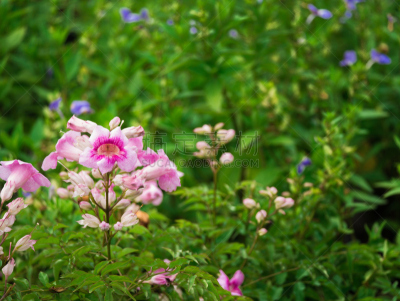 粉色,凌霄花,美,水平画幅,spa美容,夏天,木兰纲,特写,泰国,明亮
