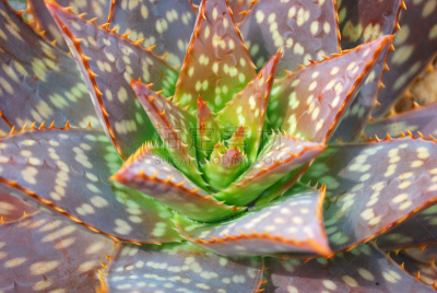 芦荟,仙人掌,满画幅,wild aloe,斐波那契螺旋线,巴巴多斯岛芦荟,非洲芦荟,叶状图案,尖的,植物