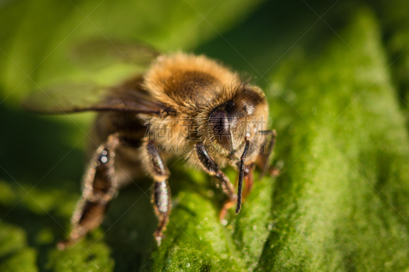 蜂箱,蜜蜂,叶子,大特写,图像,蜂王浆,叶猴,狼蛛,伞形科,beekeeper