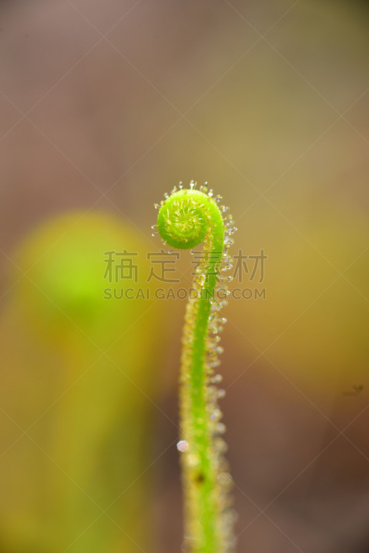 茅膏菜,绿色,大特写,顶部,水滴,明亮,卷着的,闪亮的,一个物体