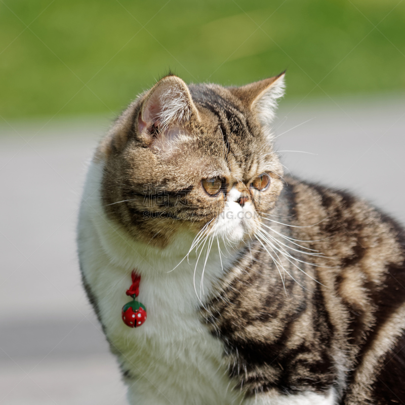 异国情调,短毛猫,美,机敏,智慧,无人,加菲猫,美人,纯净,动物身体部位