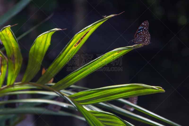 蓝色,背景,背景虚化,虎,蝴蝶,闪亮的,自然,野生动物,剑尾鱼,水平画幅