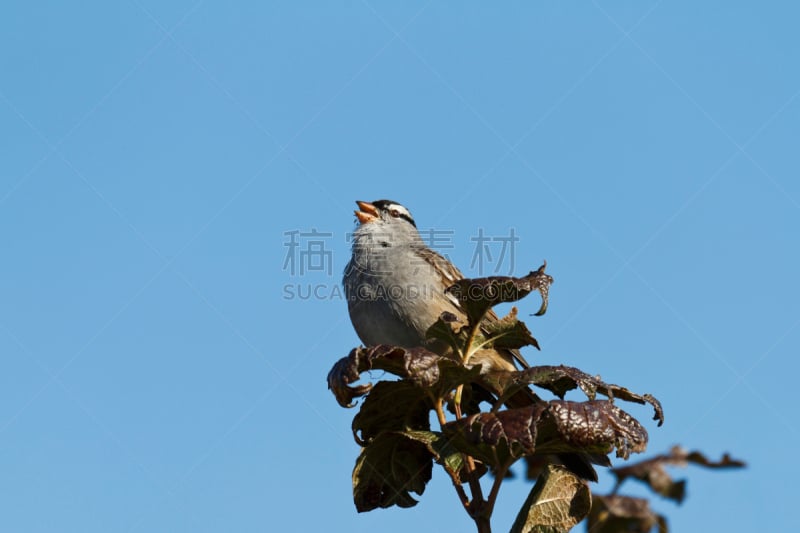 白冠雀,天空,褐色,水平画幅,蓝色,鸟类,雄性动物,黑色,一只动物,自然美