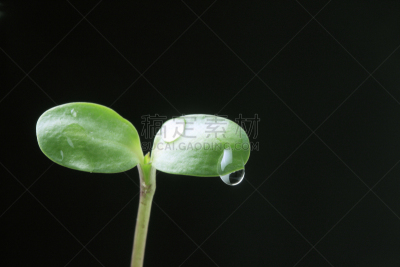 水,水滴,自然,水平画幅,绿色,秧苗,无人,日本,植物,环境