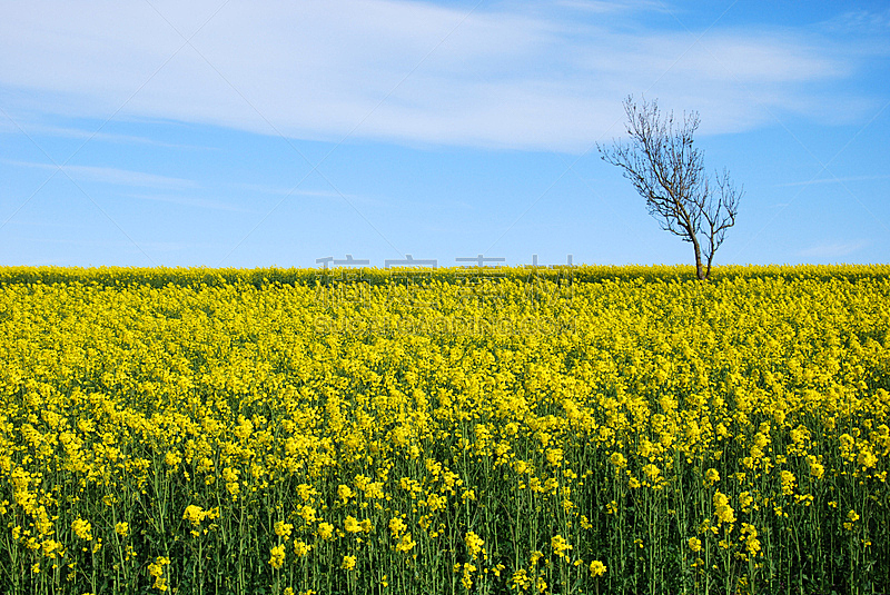 田地,黄色,天空,水平画幅,无人,夏天,偏远的,户外,农作物,瑞典