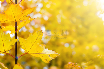 橙色,运动模糊,叶子,自然,干的,明亮,风景,弹出式商店,植物学,边界