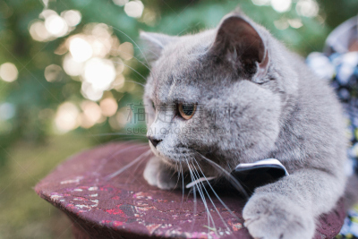 猫,户外,蝴蝶,衣服,灰发,自然美,巨大的,英格兰,天鹅绒,仅男人