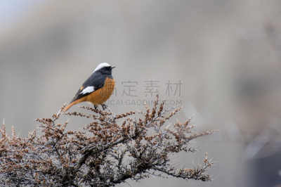 红尾鸲,翅膀,白色,喜马拉雅山脉,鸟类,查谟和克什米尔,极光,野生动物,鲈鱼,动物身体部位