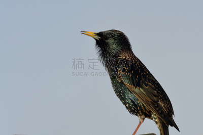 椋鸟,欧洲,自然,害虫,杂食动物,野生动物,图像,英国,北美歌雀,野外动物