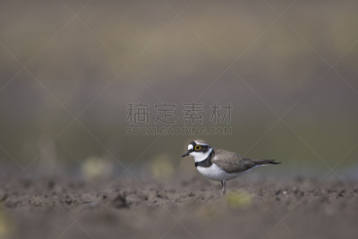 金眶鸻,黑胸鸻,褐色,水平画幅,沙子,无人,鸟类,沙洲,野外动物,夏天