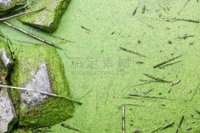水,苔藓,岩石,平视角,草,热带气候,风景,蚊子,清新,大特写