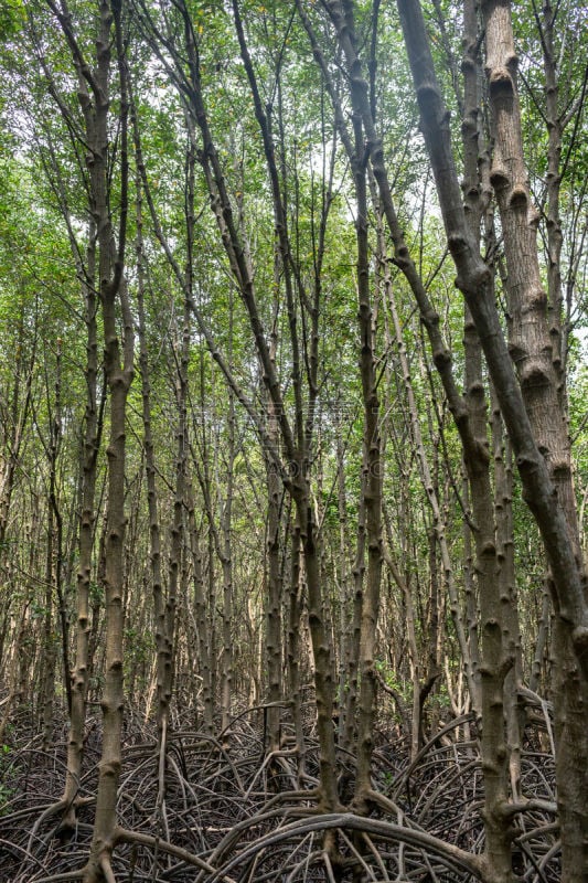 红树林,雨林,海洋,根部,森林,红树,田地,金色,破败