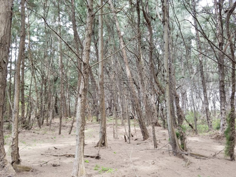 木麻黄树,泥土,森林,小路,瓦胡岛,自然,美国,水平画幅,地形,无人