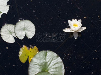 睡莲,芬兰,埃斯波,赫尔辛基,水,国家公园,水平画幅,无人,夏天,户外