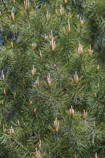 lacebark pine,自然,垂直画幅,松树,植物,美国,无人,松科,摄影,树