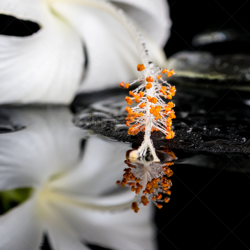 Beautiful spa concept of delicate white hibiscus, zen stones