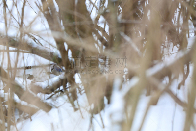 蓝鸦,树林,水,水平画幅,冬天,雪,无人,蓝色,鸟类,户外